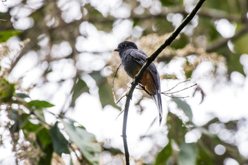 Surucua Trogon photographed in Santa Maria de Jetiba, Espirito Santo. Southeast of Brazil. Atlantic Forest Biome. Picture made in 2016.