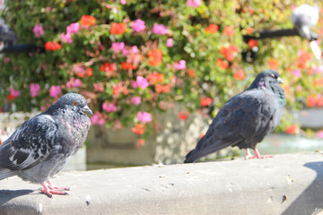 Gołębie na fontannie