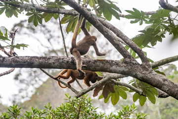 Northern muriqui and Howler monkey photographed  in Santa Maria de Jetiba, Espirito Santo. Southeast of Brazil. Atlantic Forest Biome. Picture made in 2016.