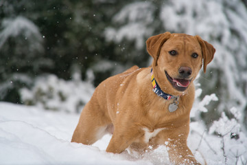 Puppy's First Snow