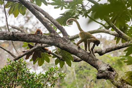 Northern muriqui and Howler monkey photographed  in Santa Maria de Jetiba, Espirito Santo. Southeast of Brazil. Atlantic Forest Biome. Picture made in 2016.