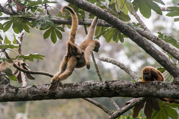 Naklejka premium Northern muriqui and Howler monkey photographed in Santa Maria de Jetiba, Espirito Santo. Southeast of Brazil. Atlantic Forest Biome. Picture made in 2016.