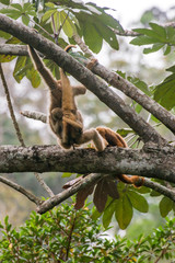 Northern muriqui and Howler monkey photographed  in Santa Maria de Jetiba, Espirito Santo. Southeast of Brazil. Atlantic Forest Biome. Picture made in 2016.