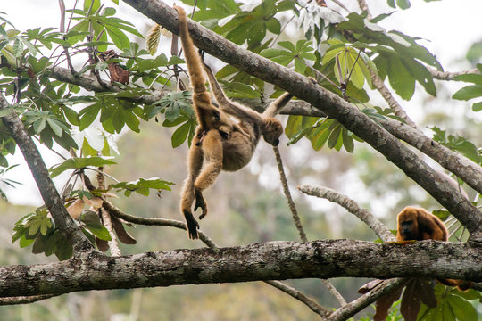 Northern muriqui and Howler monkey photographed  in Santa Maria de Jetiba, Espirito Santo. Southeast of Brazil. Atlantic Forest Biome. Picture made in 2016.
