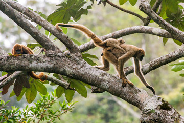 Northern muriqui and Howler monkey photographed  in Santa Maria de Jetiba, Espirito Santo - Southeast of Brazil. Atlantic Forest Biome. Picture made in 2016.