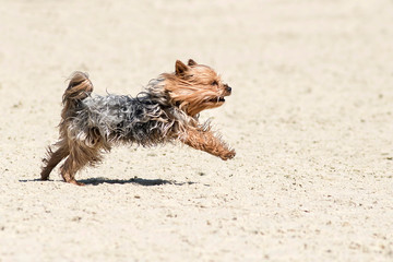 yorkshire terrier en agility