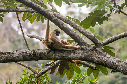 Northern muriqui and Howler monkey photographed  in Santa Maria de Jetiba, Espirito Santo - Southeast of Brazil. Atlantic Forest Biome. Picture made in 2016.