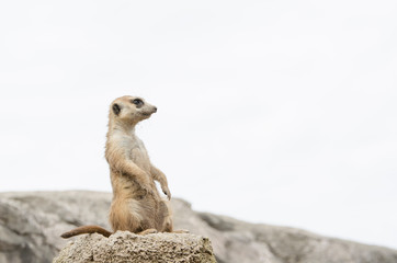 Meerkat, suricate, Suricata suricatta, standing sentry; in captivity