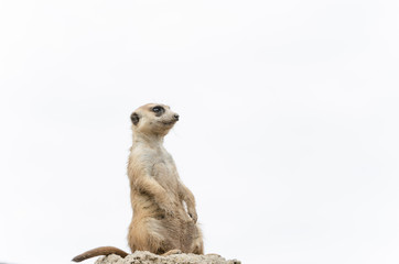 Meerkat, suricate, Suricata suricatta, standing sentry; in captivity
