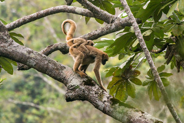 Northern muriqui photographed in Santa Maria de Jetiba, Espirito Santo. Southeast Brazil. Atlantic Forest Biome. Picture made in 2016.