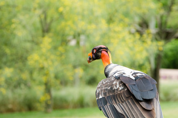 King vulture, Sarcoramphus papa; standing, view of its back and colorful head