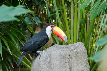 Side view of a toco toucan, Ramphastos toco, perched on an artificial rock