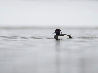 The tufted duck (Aythya fuligula) is a small diving duck.