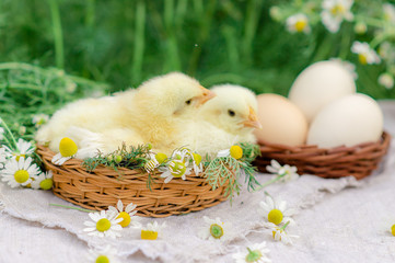 Easter card with a chicken child in a wreath of daisies midi in a basket-nest on a wooden white table. Happy Easter celebration concept.