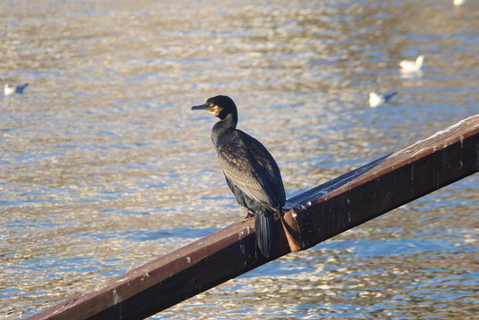 Corvo marinho do estu&aacute;rio do douro pousado no leme de um barco rebelo