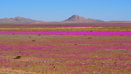 Atacama desert covered with endemic wild flowers Cistanthe grandiflora known as 