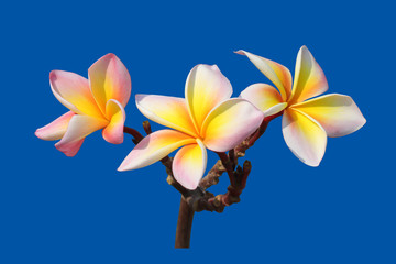 White-yellow bouquet plumeria flowers on isolated blue background.Floral of relax spa.Clipping path object