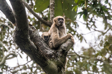 Northern muriqui photographed in Santa Maria de Jetiba, Espirito Santo. Southeast Brazil. Atlantic Forest Biome. Picture made in 2016.