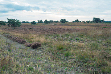 Hilly grassland with trees under cloudy sky.