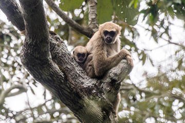 Northern muriqui photographed in Santa Maria de Jetiba, Espirito Santo. Southeast Brazil. Atlantic...