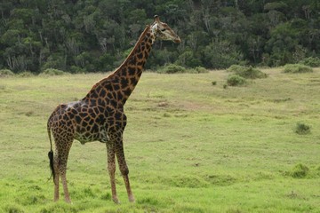 Giraffe