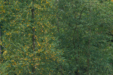 Some yellow colored leaves in green foliage during early fall.