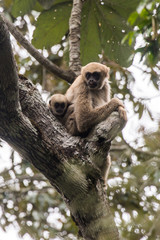 Northern muriqui photographed in Santa Maria de Jetiba, Espirito Santo. Southeast Brazil. Atlantic Forest Biome. Picture made in 2016.