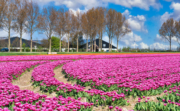 Tulpenbl&uuml;te in Holland