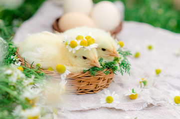Obraz na płótnie Canvas Easter card with a chicken child in a wreath of daisies midi in a basket-nest on a wooden white table. Happy Easter celebration concept.