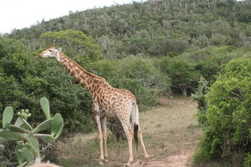 Giraffe