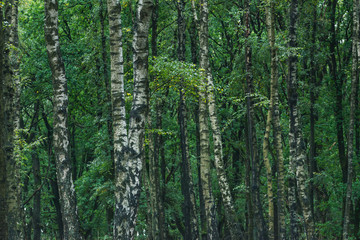 Birch trunks in forest during early autumn.