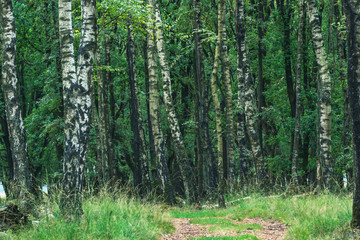Fototapeta premium Birch trunks in forest during early autumn.