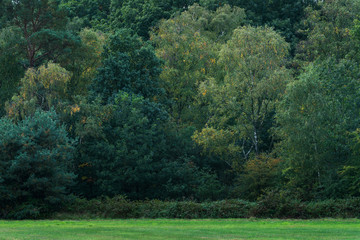 Some yellow colored leaves between green foliage in early fall.