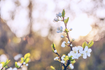 Beautiful white cherry blossom sakura flowers in spring time. Nature background with flowering cherry tree. Inspirational natural floral blooming garden or park. Flower art design.