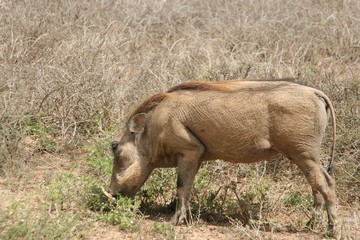 Warzenschwein