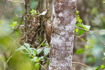 White throated Woodcreeper photographed in Santa Maria de Jetiba, Espirito Santo. Southeast of Brazil. Atlantic Forest Biome. Picture made in 2016.