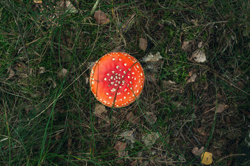 Red and white dotted mushroom on grassy forest ground. Top view.