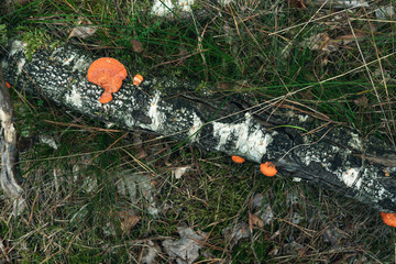 Decayed mossy birch trunk with orange fungi.
