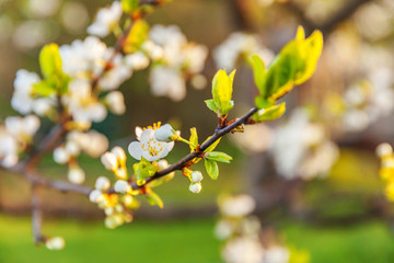 Beautiful white cherry blossom sakura flowers in spring time. Nature background with flowering cherry tree. Inspirational natural floral blooming garden or park. Flower art design.
