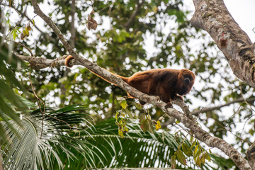 Obraz premium Howler monkey photographed in Santa Maria de Jetiba, Espirito Santo. Southeast of Brazil. Atlantic Forest Biome. Picture made in 2016.