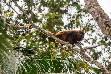Howler monkey photographed  in Santa Maria de Jetiba, Espirito Santo. Southeast of Brazil. Atlantic Forest Biome. Picture made in 2016.