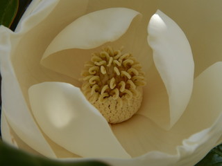 closeup of white flower
