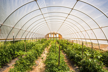 View into a greenhouse growing tomatoes. Laurel, Montana, USA