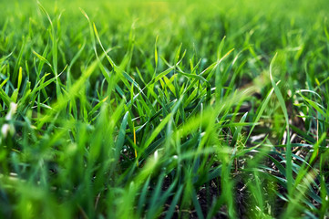Green sprouts and foliage of winter wheat