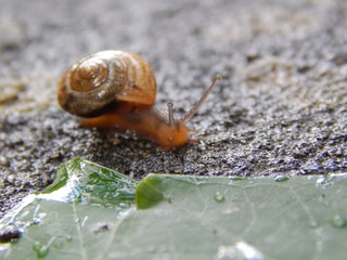 Snail