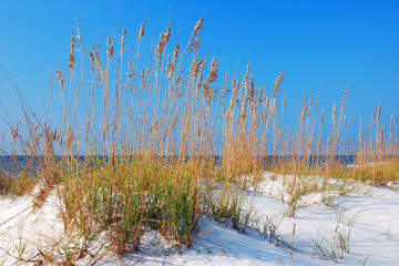 Sea Oats and Sand Dunes are prevalant along Florida's Gulf Coast