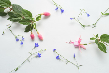 Pink and blue flowers top view, delicate twigs of indoor and garden plants on a white painted background