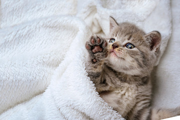 pretty kitten British lying on white plaid