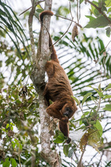 Howler monkey photographed  in Santa Maria de Jetiba, Espirito Santo. Southeast of Brazil. Atlantic Forest Biome. Picture made in 2016.
