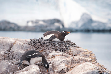 Gentoo penguin with chicks in nest © Iurii Sokolov